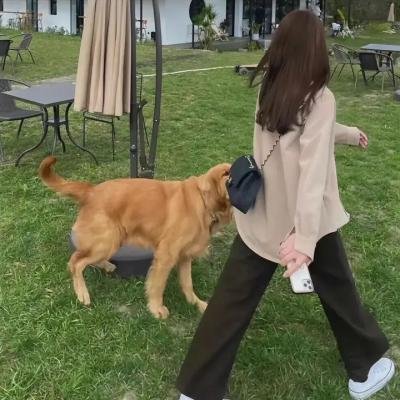 我家来了个小房客